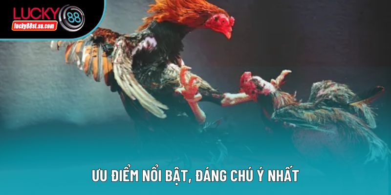 Ưu điểm nổi bật, đáng chú ý nhất Ưu điểm nổi bật, đáng chú ý nhất